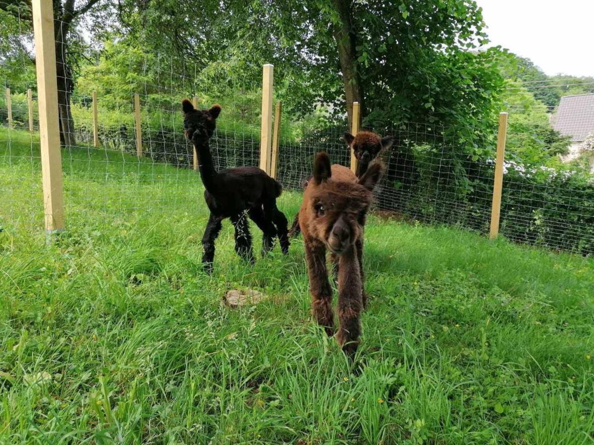 Апартаменты Casa De Alpaca Schmelz Экстерьер фото
